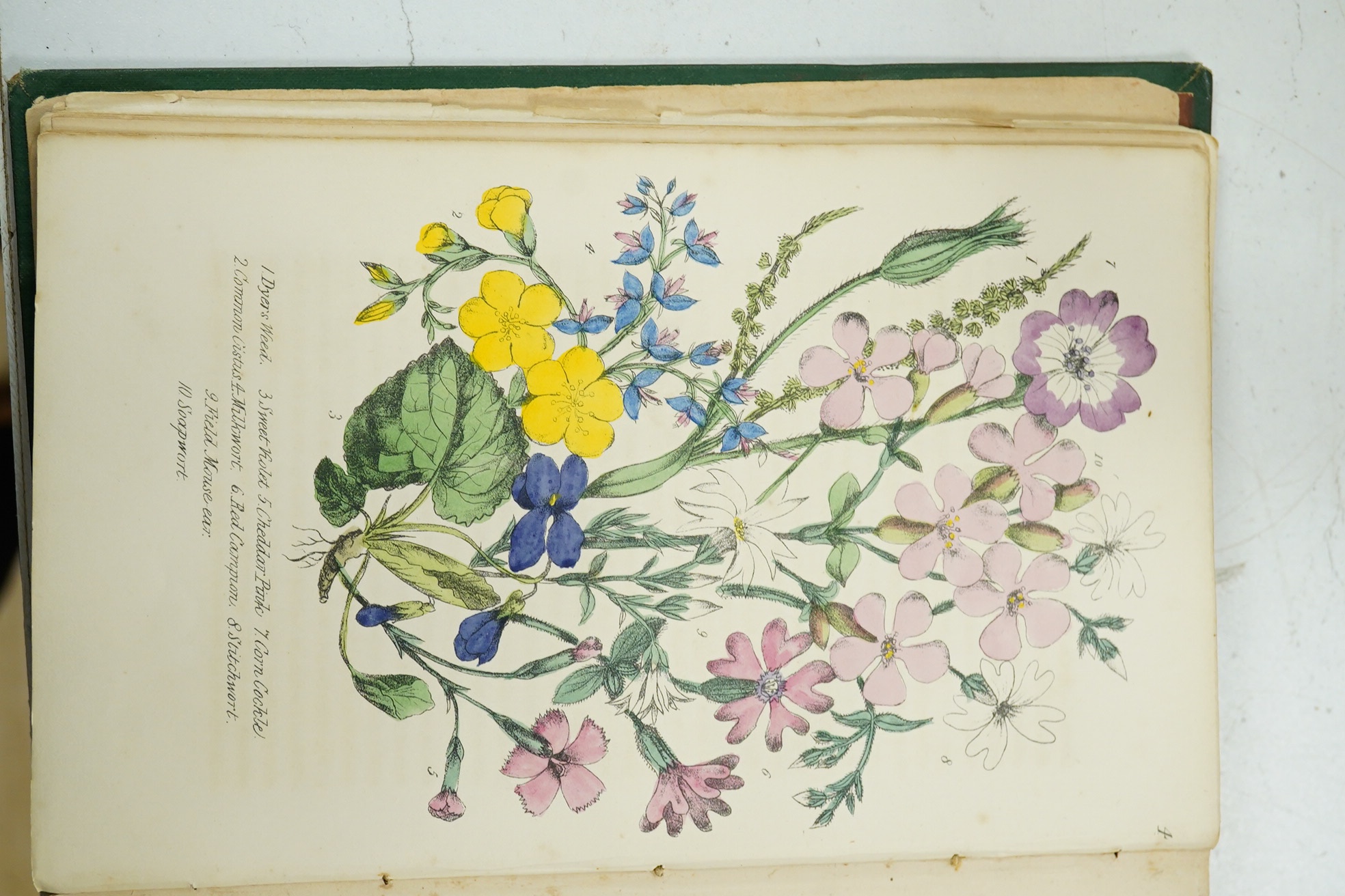 Rambles In Search of Wild Flowers and How to Distinguish Them, by Margaret Plues, second edition